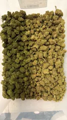 Biscotti Hydro CBDX
